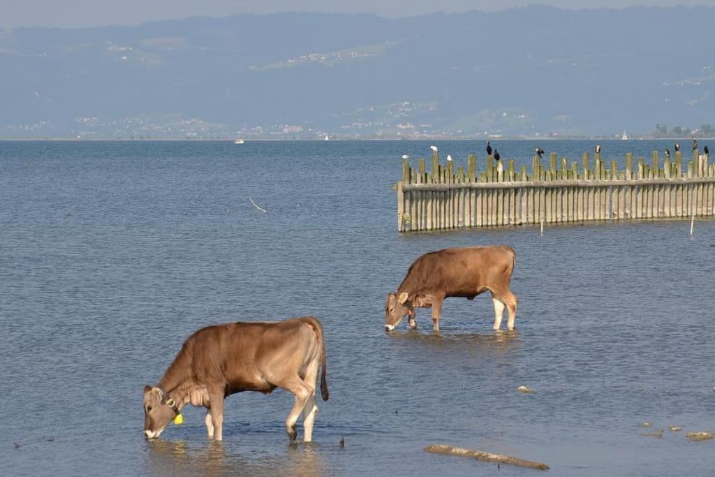 Bodensee Apartments, Sauna, Lake Walks, Free Parking, Self Checkin, Nature Reserve, Restaurants Nearby Gaissau  Екстериор снимка